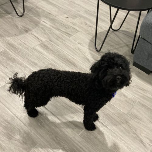 Eddie 🐩pedigree Toy Poodle (On Trial 29/11/22)