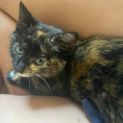 Photo of Indie ** 2nd Chance Cat Rescue**