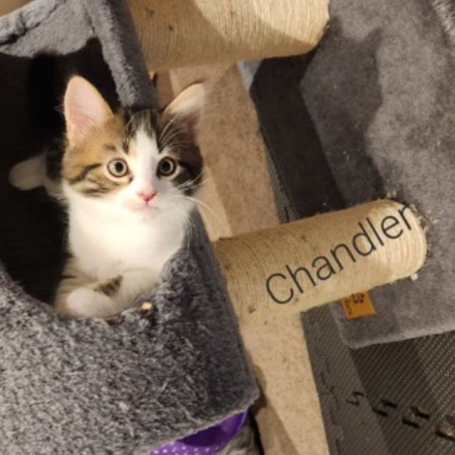 Photo of Chandler **2nd Chance Cat Rescue**
