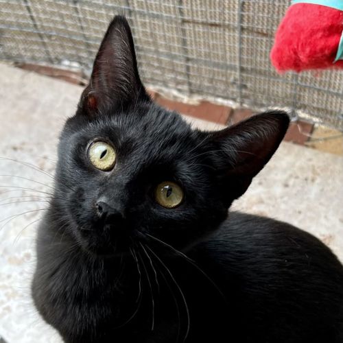 Simon