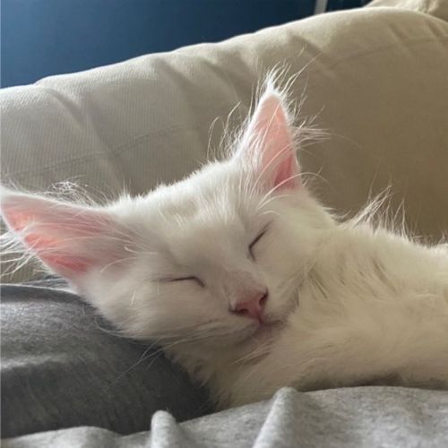 Bianco
