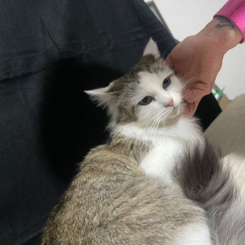 Teeny- meet me at petstock keysborough 
