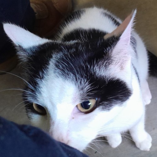 Yuki