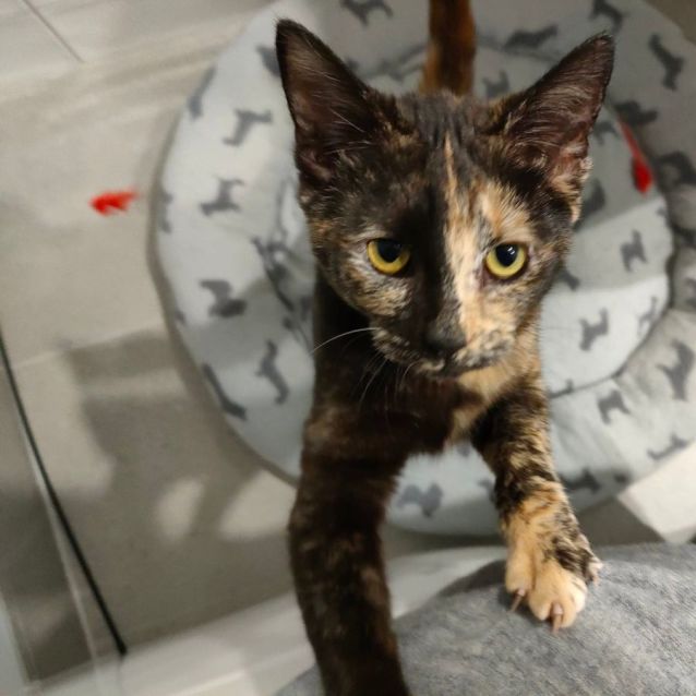 Photo of Pixel