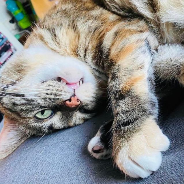 Photo of Mr Misty And Tabitha   Located In Preston