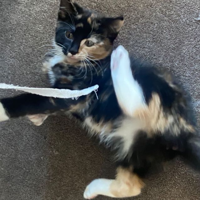 Photo of Misfire **2nd Chance Cat Rescue**