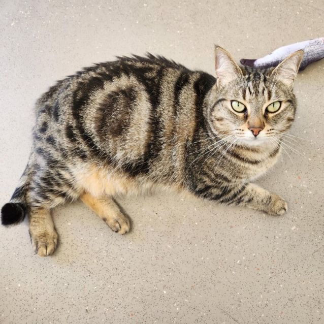 Photo of C1252 Melon