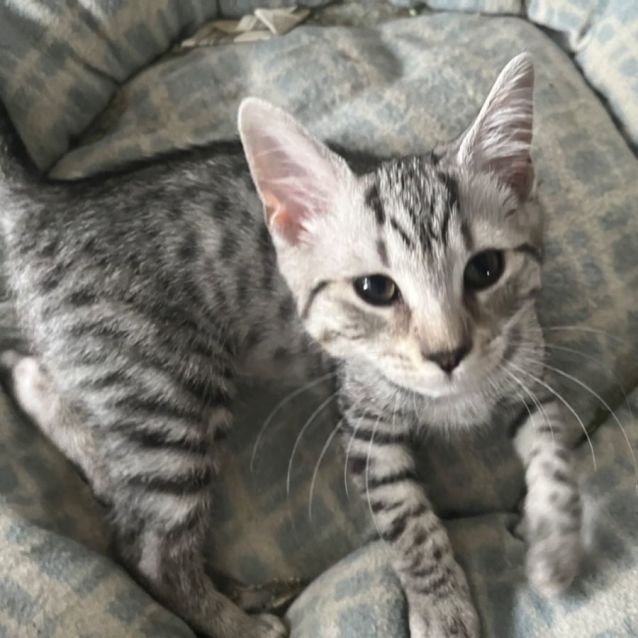 Photo of Rex *9 Lives Project Rescue*