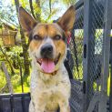 Photo of Pippa **Application Pending**