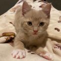 Photo of Hokey Pokey **2nd Chance Cat Rescue**