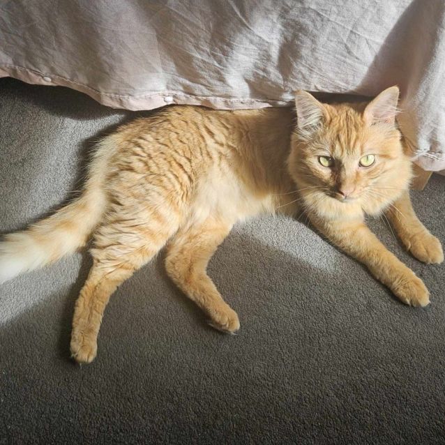 Photo of 🐾Paudie🐾