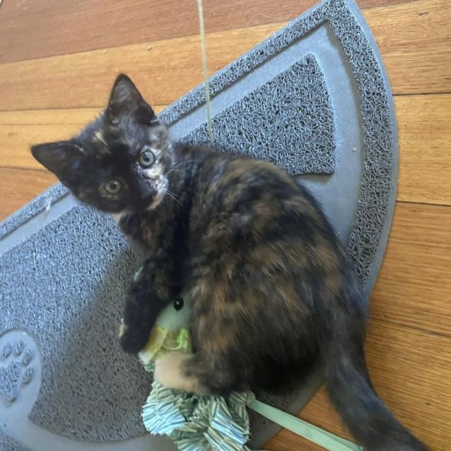 Photo of Indie ** 2nd Chance Cat Rescue**