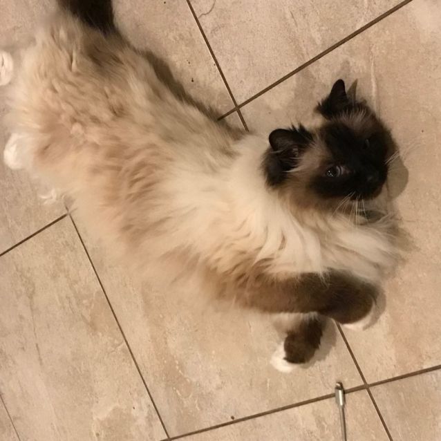 Photo of Shyloh (Located In Greensborough)