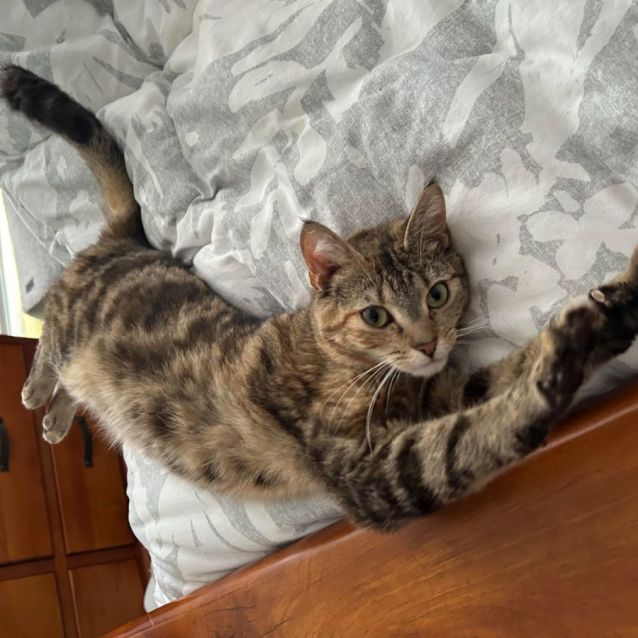 Photo of Thunder (Located In Rowville)