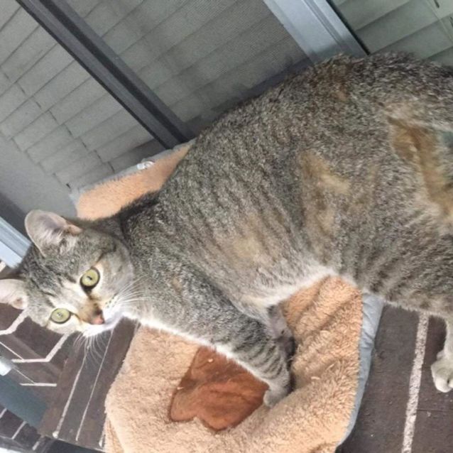 Photo of Honey