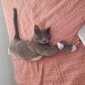 Photo of Pudding