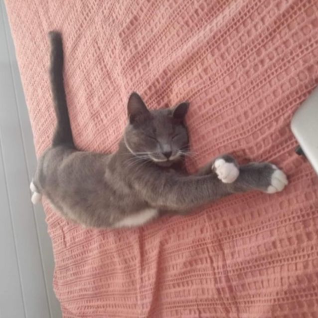 Photo of Pudding