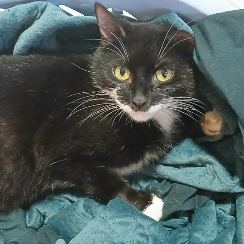 Sasha *9 Lives Project Rescue*