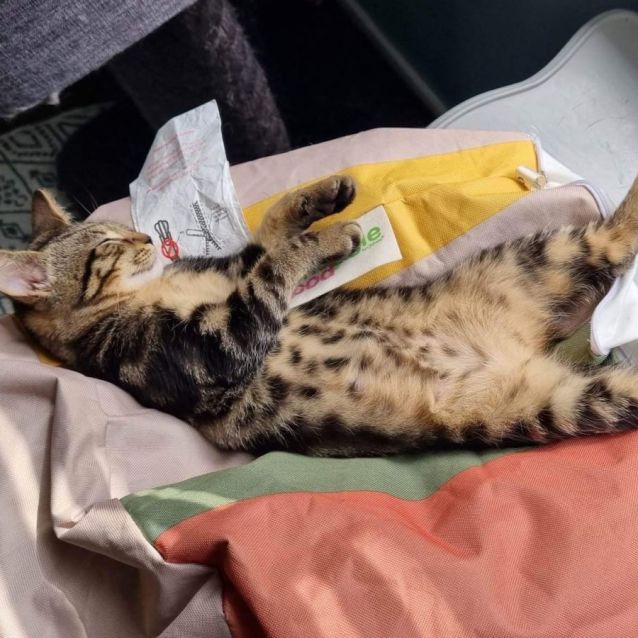 Photo of Bella Boo & Fred Flintstone