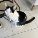 Photo of Puccini **2nd Chance Cat Rescue**