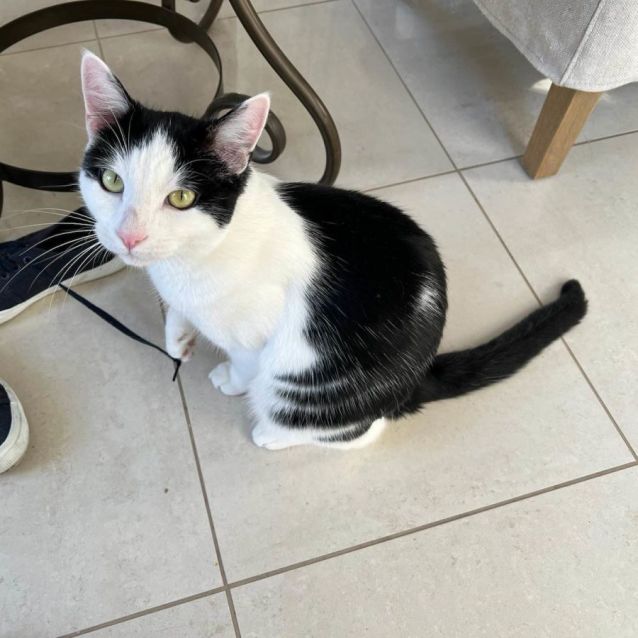 Photo of Puccini **2nd Chance Cat Rescue**