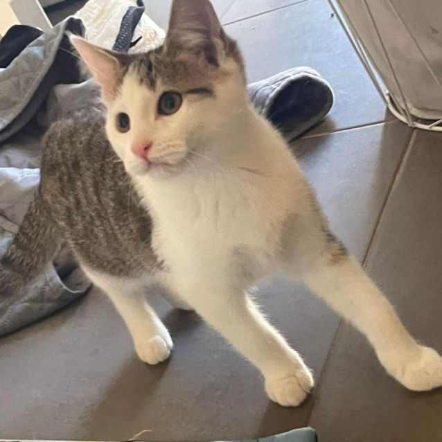 Photo of Pixie 🌺🌺