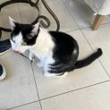Photo of Puccini **2nd Chance Cat Rescue**