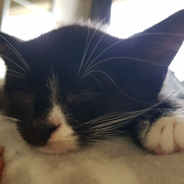 Photo of Boaz 😺💙