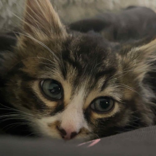 Rydor - Located in Pakenham