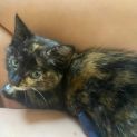 Photo of Indie ** 2nd Chance Cat Rescue**