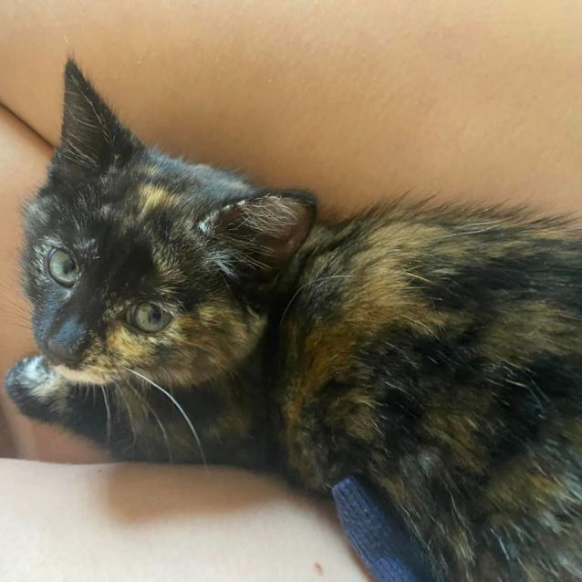 Photo of Indie ** 2nd Chance Cat Rescue**