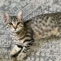 Photo of Chip