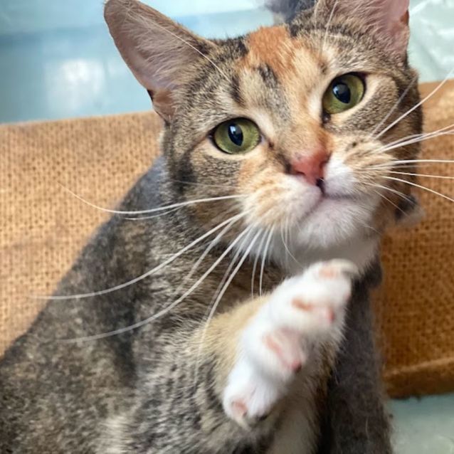 Photo of Missy Mouse