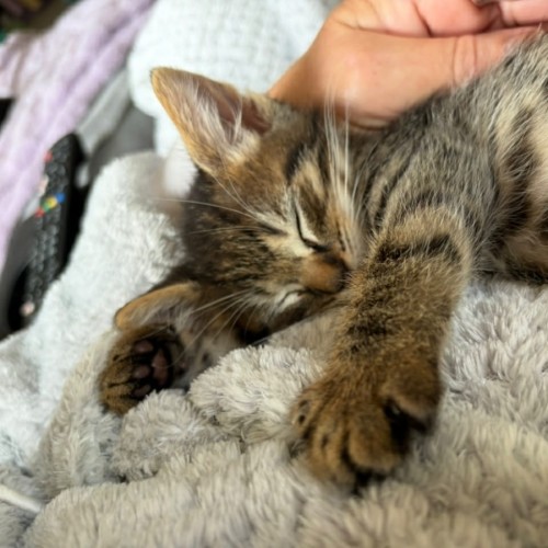 Experiment 626 aka SIX 