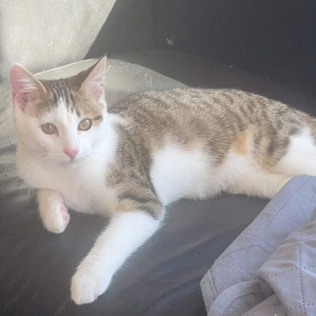 Photo of Pixie 🌺🌺