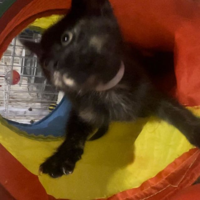 Photo of Zelda