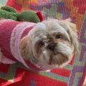Photo of Lucy & Coco 4 & 3 Year Old Shih Tzu