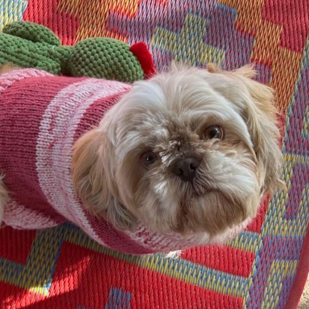 Photo of Lucy & Coco   4 & 3 Year Old Shih Tzu