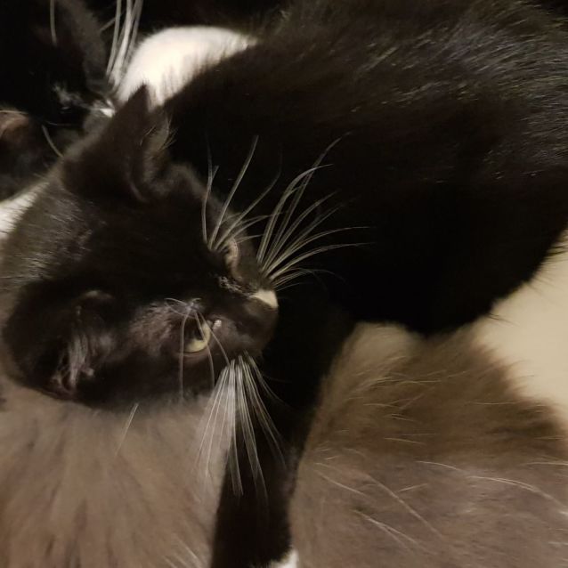 Photo of Boaz 😺💙