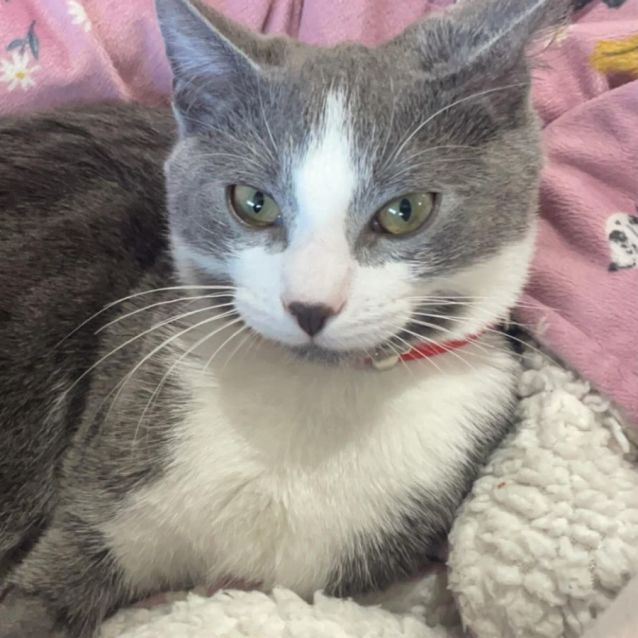 Photo of Chief (Red Collar)