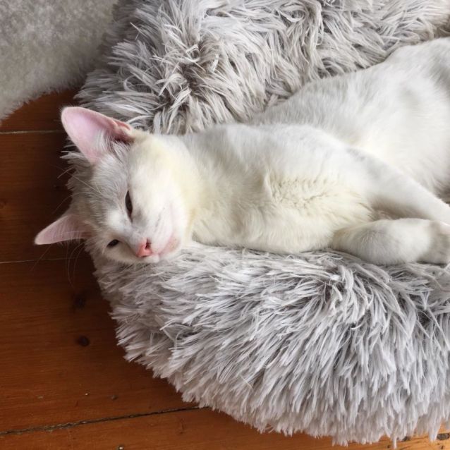 Photo of Polar Bear ^^Dandy Cat Rescue^^