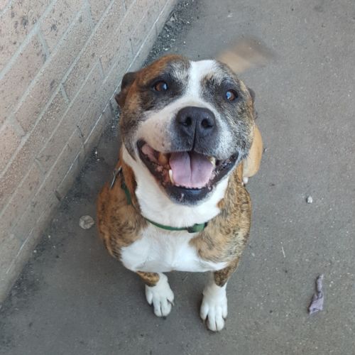 Brutus ~ 7yr Old Staffy