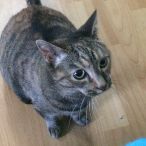 Lucy - Located in Ferntree Gully