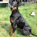 Photo of Dobermann 00008157725