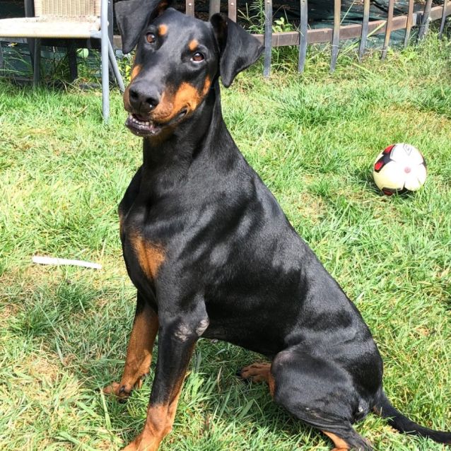 Photo of Dobermann 00008157725