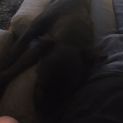 Photo of Buddy ~3yr Old English Staffy (On Trial 06/09/2020