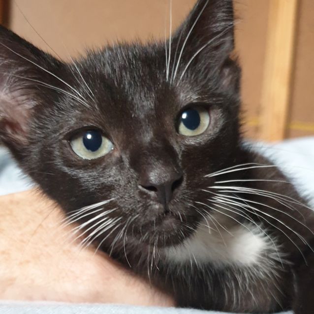 Photo of Otto