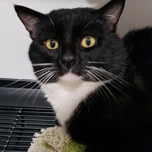 Finn