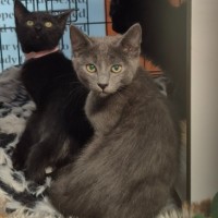 Photo of Dario ** 2nd Chance Cat Rescue **