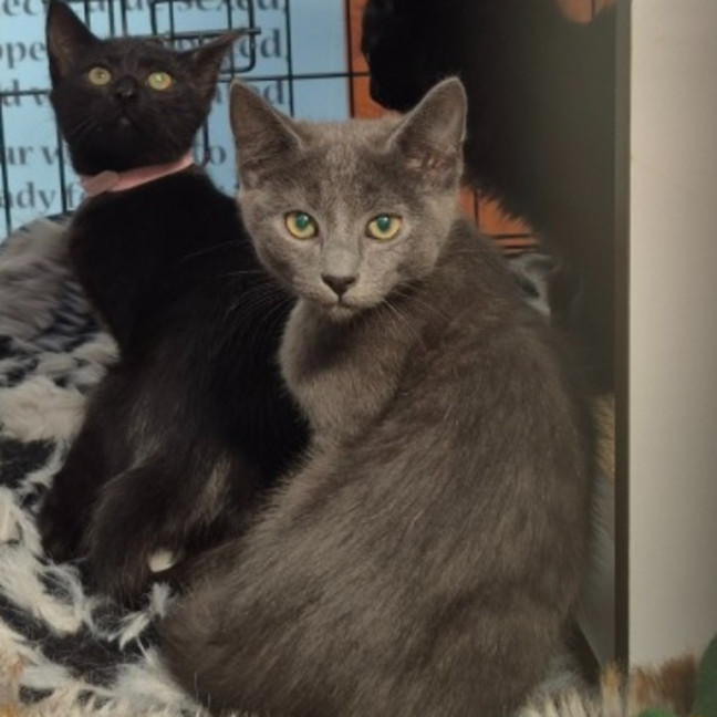 Photo of Dario ** 2nd Chance Cat Rescue **